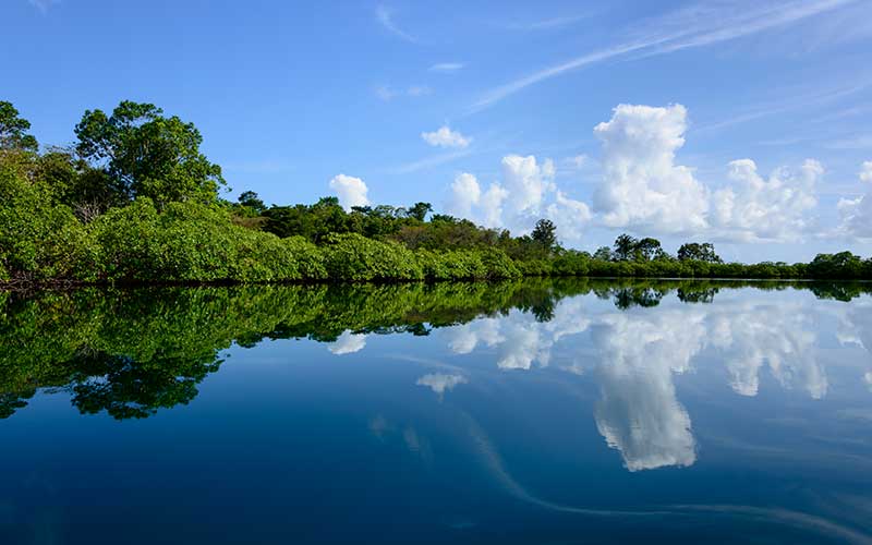 pb-mangroves-environment