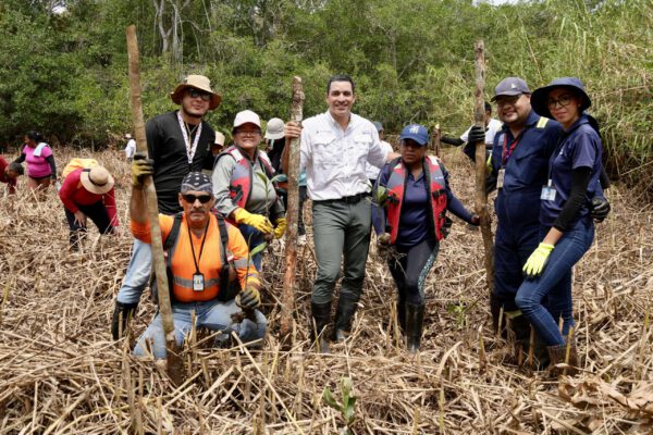Mil plantones de mangle son sembrados en Pedregal