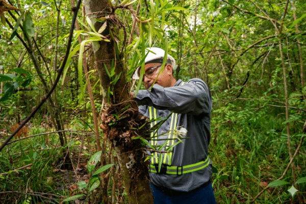 Fortalecemos la conservación de flora mediante acciones permanentes de reubicación