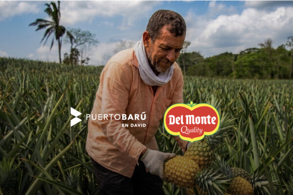 Del Monte y Puerto Barú en David abren oportunidades para productores de banano y piña